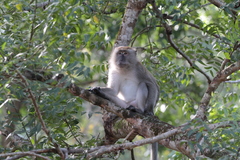 Macaca fascicularis
