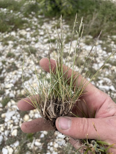 little fescue (Festuca minutiflora)