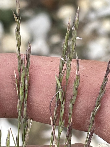 Image of Festuca minutiflora by (c) crothfels, some rights reserved (CC BY)