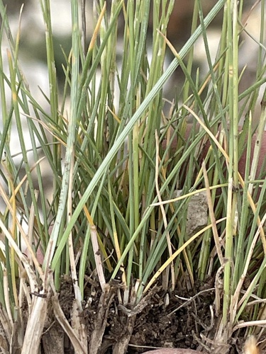 Image of Festuca minutiflora by (c) crothfels, some rights reserved (CC BY)