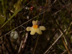 Utricularia chrysantha