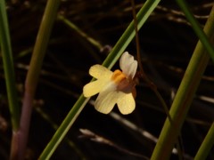 Utricularia chrysantha