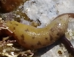 Phascolosoma annulatum