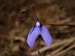 Utricularia leptoplectra