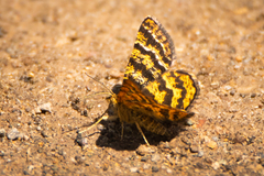 Epelis truncataria