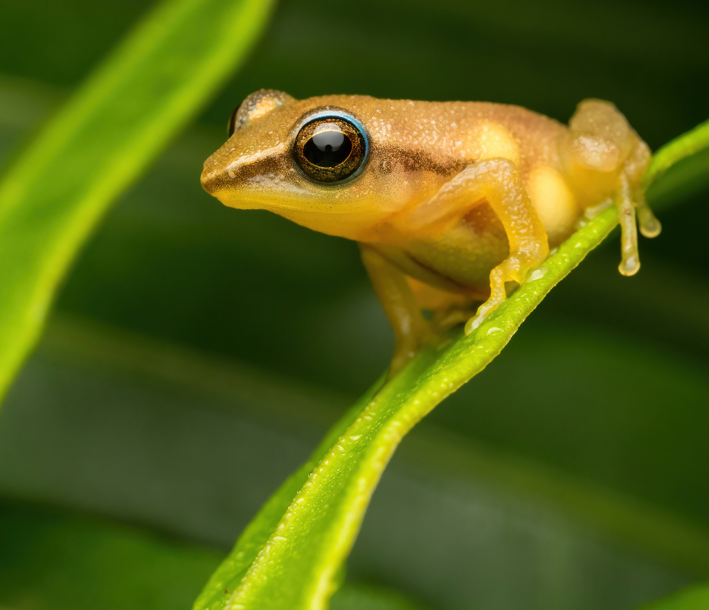 Sri Lanka Petite Shrub-Frog