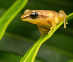 Sri Lanka Petite Shrub-Frog photo 1