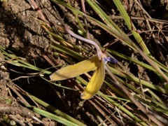 Utricularia leptoplectra