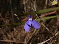 Utricularia leptoplectra