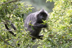 Trachypithecus selangorensis