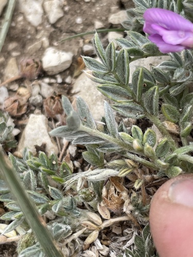 Image of Oxytropis oreophila by (c) crothfels, some rights reserved (CC BY)