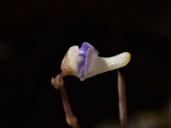 Utricularia limosa