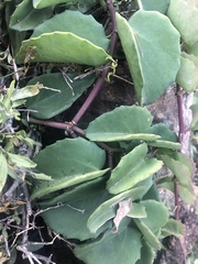 Cissus rotundifolia rotundifolia