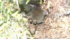 Hynobius arisanensis