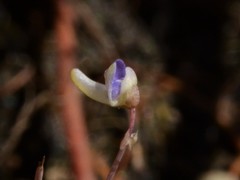 Utricularia limosa