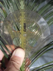 Macrozamia parcifolia