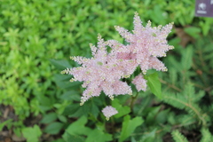 Astilbe japonica