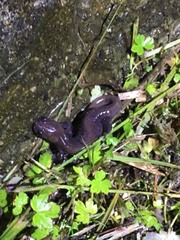 Hynobius arisanensis