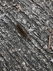 Creatonotos