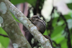 Tamiops mcclellandii