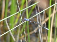 Lestes macrostigma