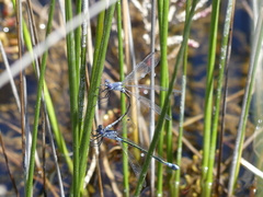 Lestes macrostigma