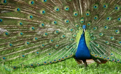 Pavo cristatus