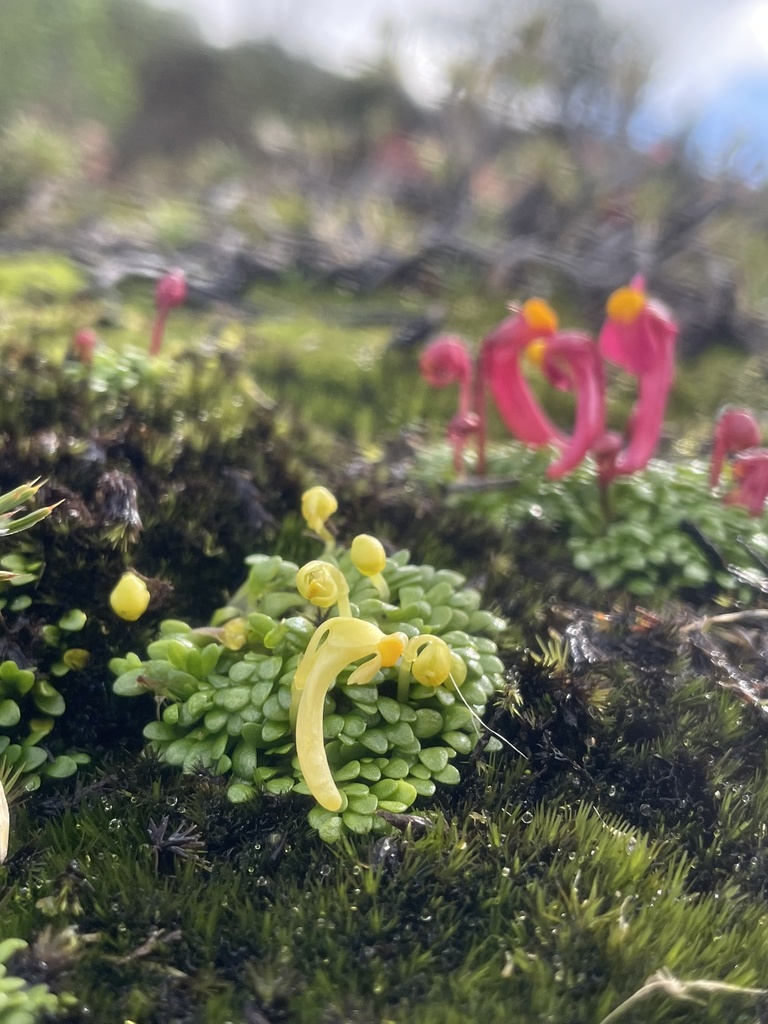 Utricularia menziesii R.Br. 3
