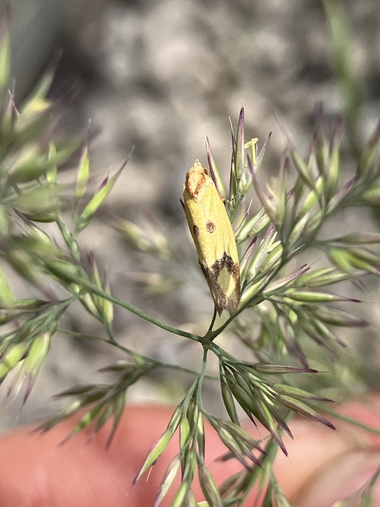 Knapweed Root Moth