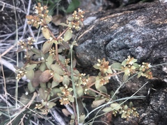 Crassula pellucida brachypetala