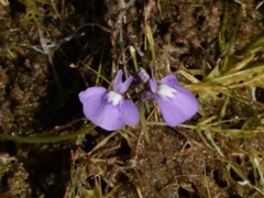 Utricularia triflora