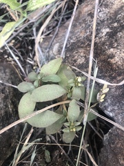Crassula pellucida brachypetala