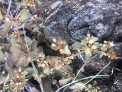 Crassula pellucida brachypetala