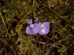 Utricularia triflora