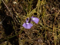 Utricularia triflora
