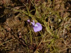 Utricularia triflora