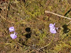 Utricularia triflora