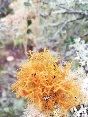 Teloschistes flavicans