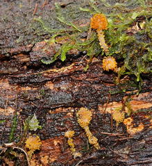 Neobarya agaricicola