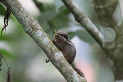 Tamiops mcclellandii