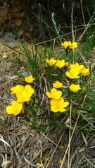 Linum campanulatum
