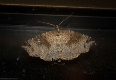 Lithilaria proestans