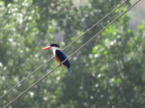 Black-capped Kingfisher