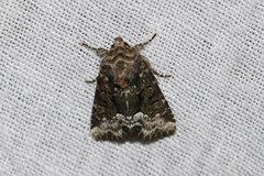 Oligia strigilis
