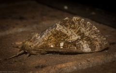 Oxycanus