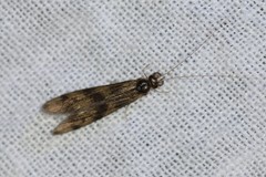 Mystacides longicornis