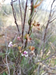 Cyphia dentariifolia