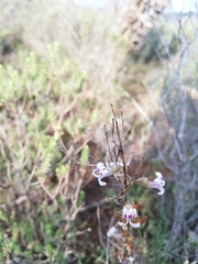 Cyphia dentariifolia