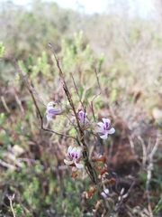 Cyphia dentariifolia