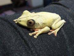 Map Treefrog photo 5
